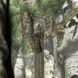 Демисезонный костюм военный StormWall PRO. Sequoia Camotec фото 9