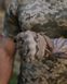Тактичні рукавички Microfiber Multicam фото 3